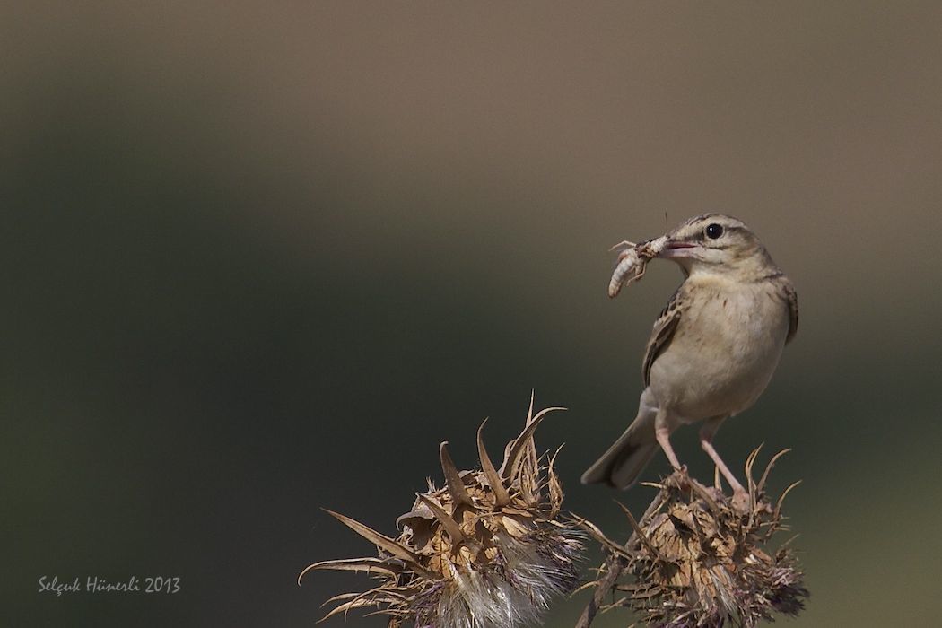 Tawny Pipit