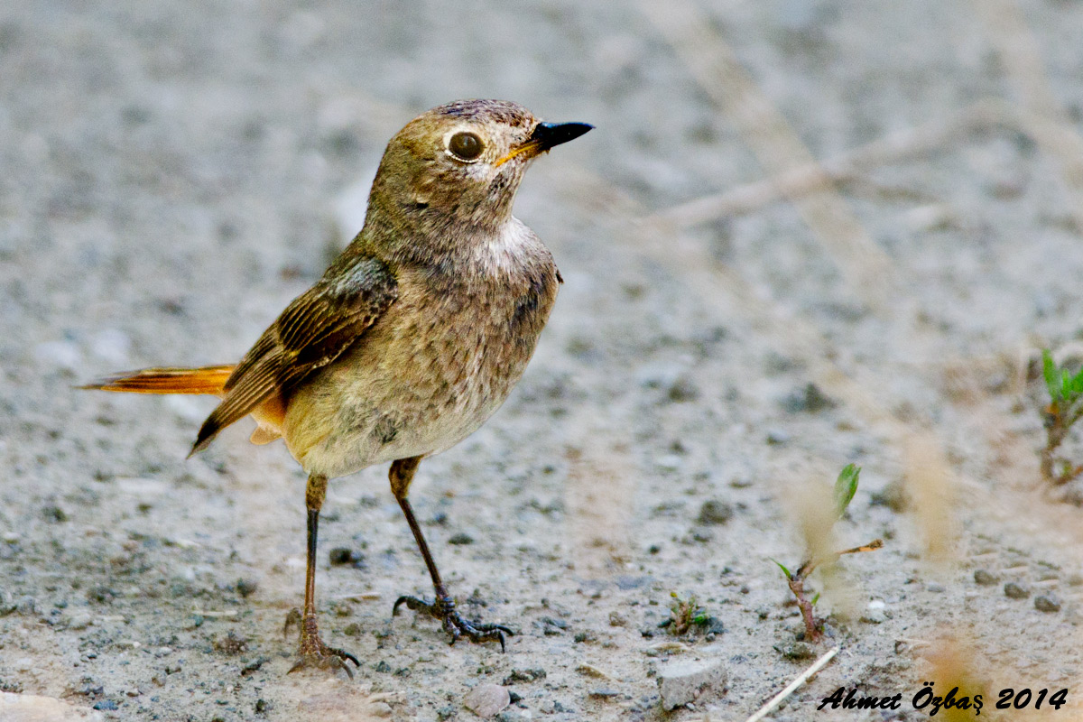 Northern Wheatear