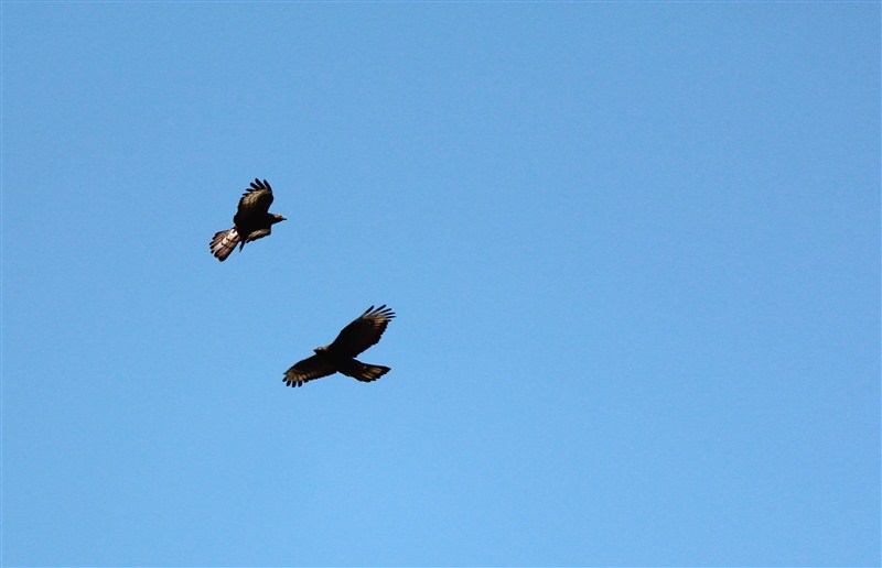 European Honey Buzzard