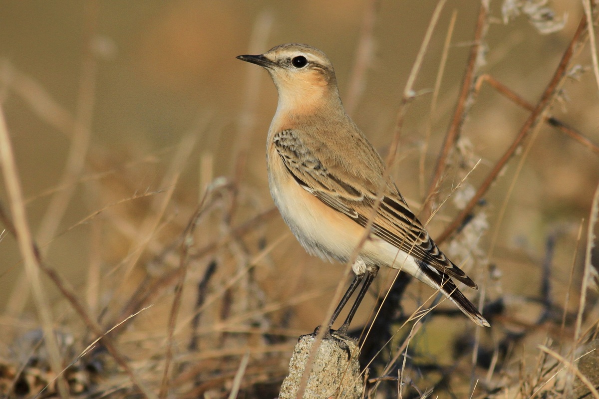Northern Wheatear