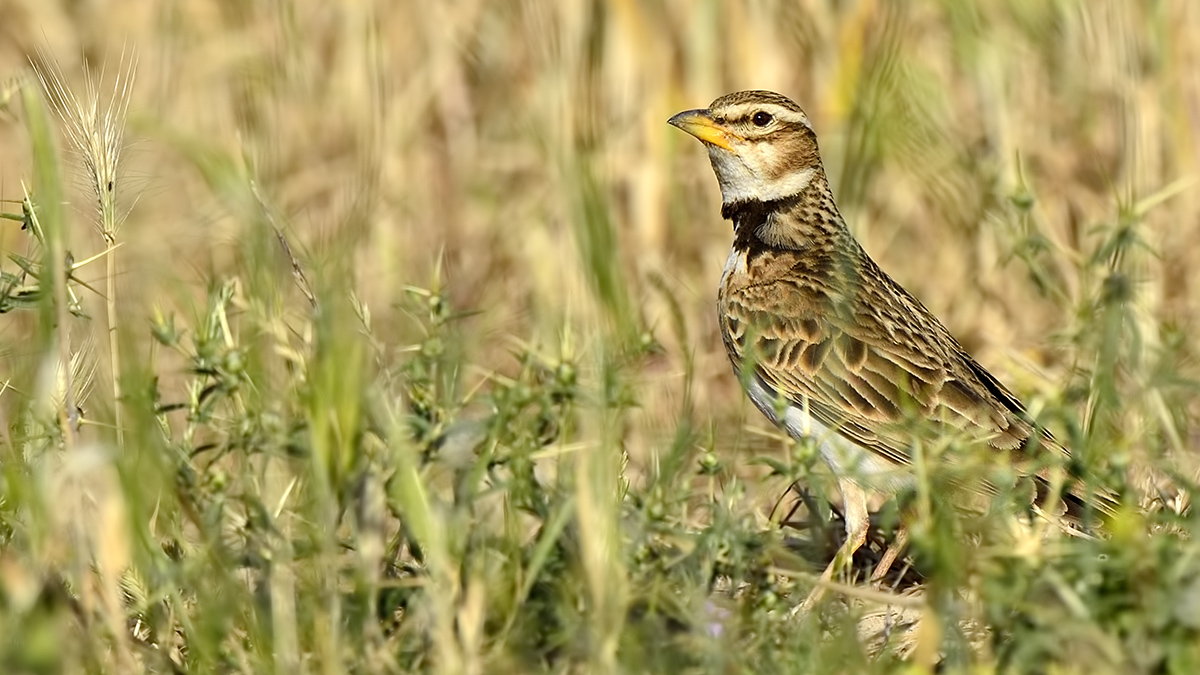 Bimaculated Lark