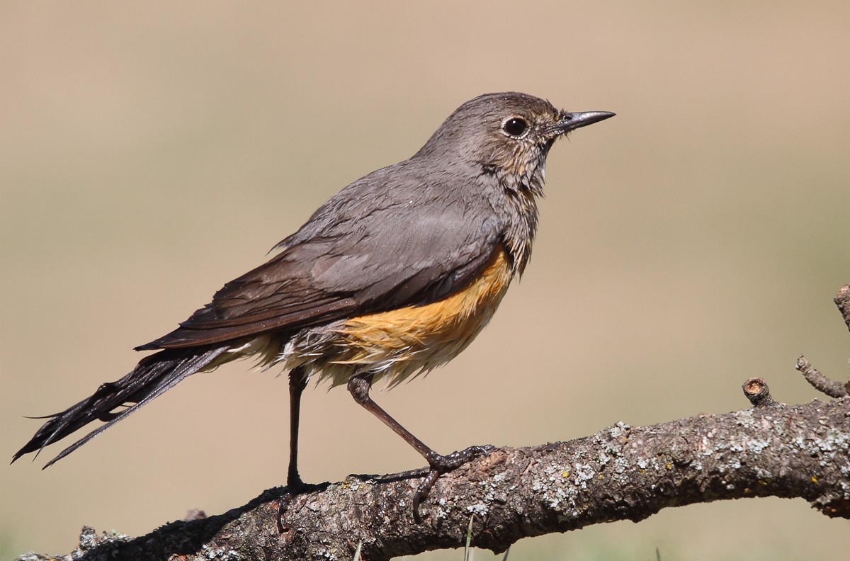 White-throated Robin