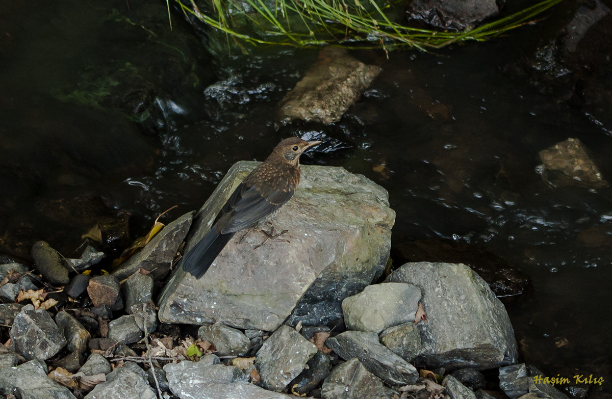 Common Blackbird