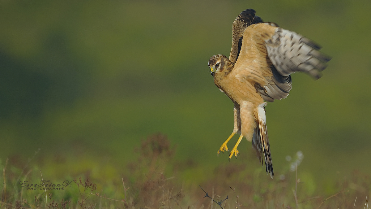Montagu`s Harrier