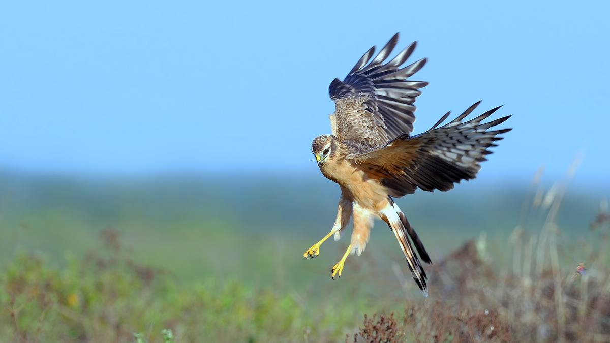 Montagu`s Harrier