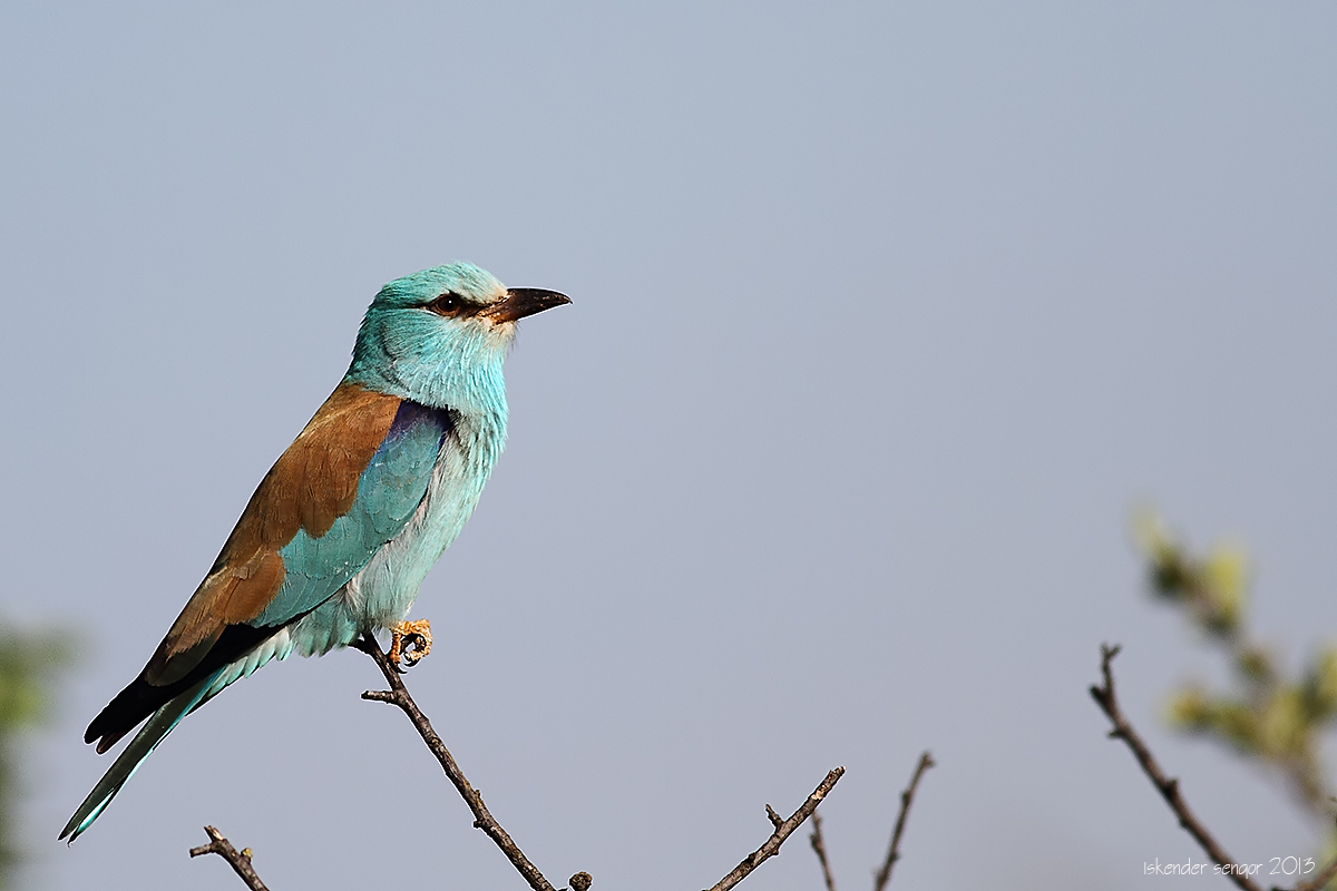 European Roller