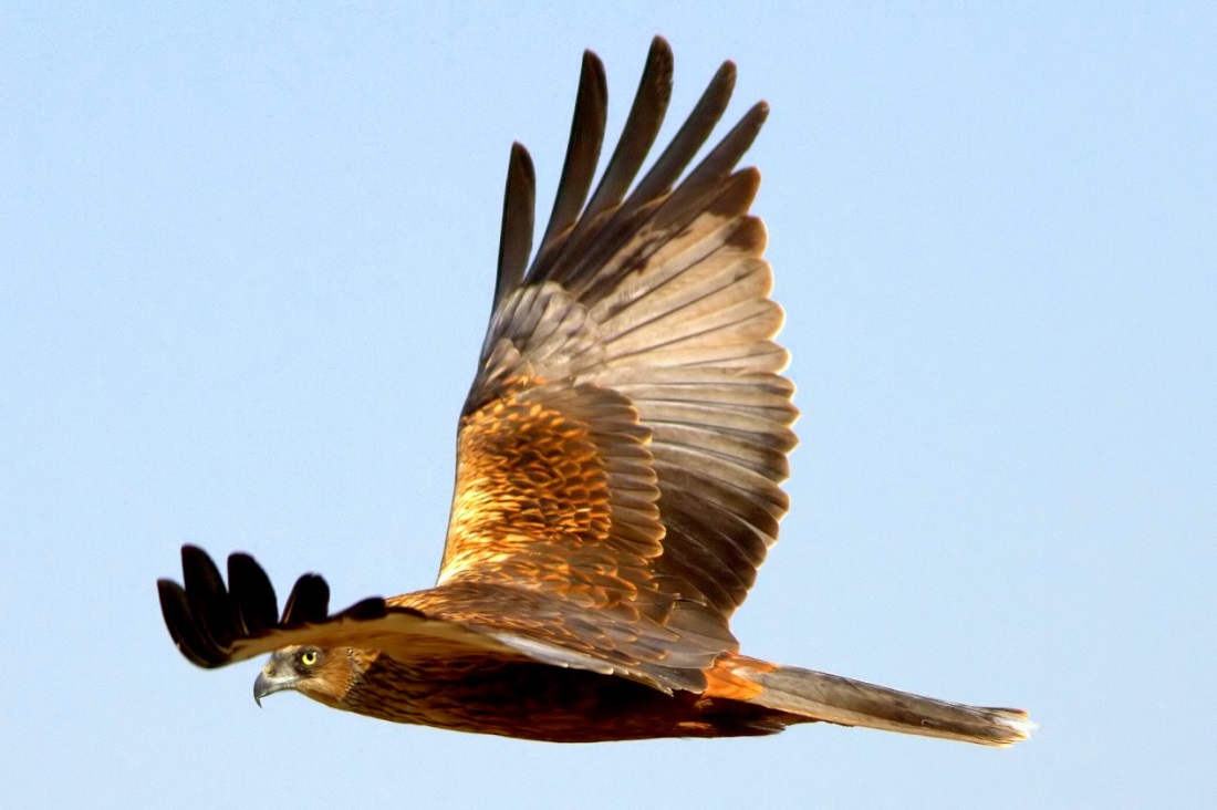 Western Marsh Harrier
