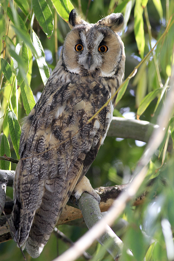 Long-eared Owl