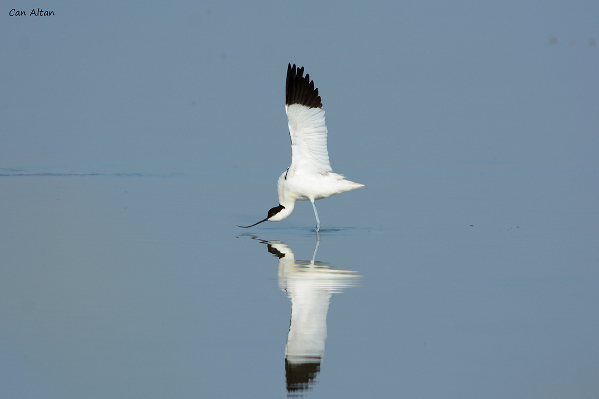 Pied Avocet