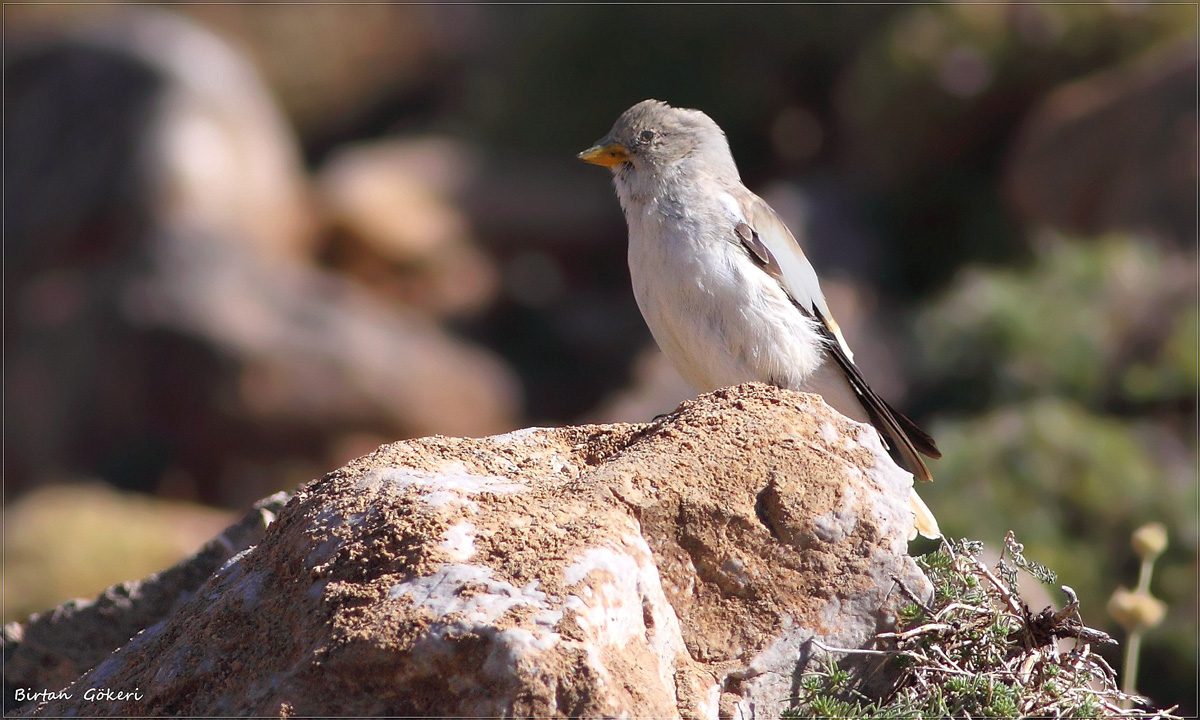 White-winged Snowfinch