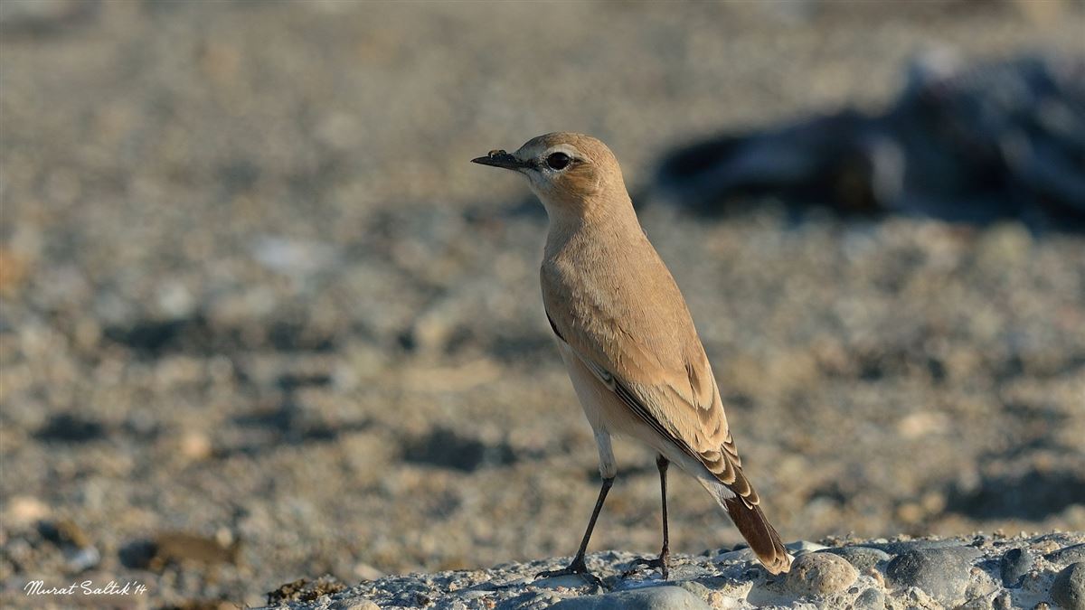 Isabelline Wheatear