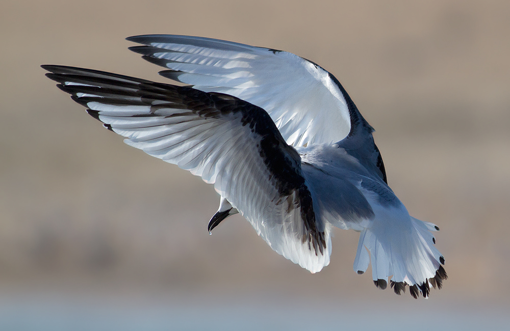Black-legged Kittiwake