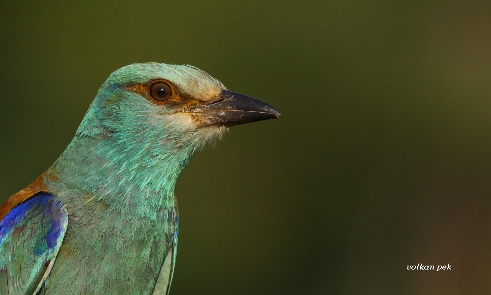 European Roller