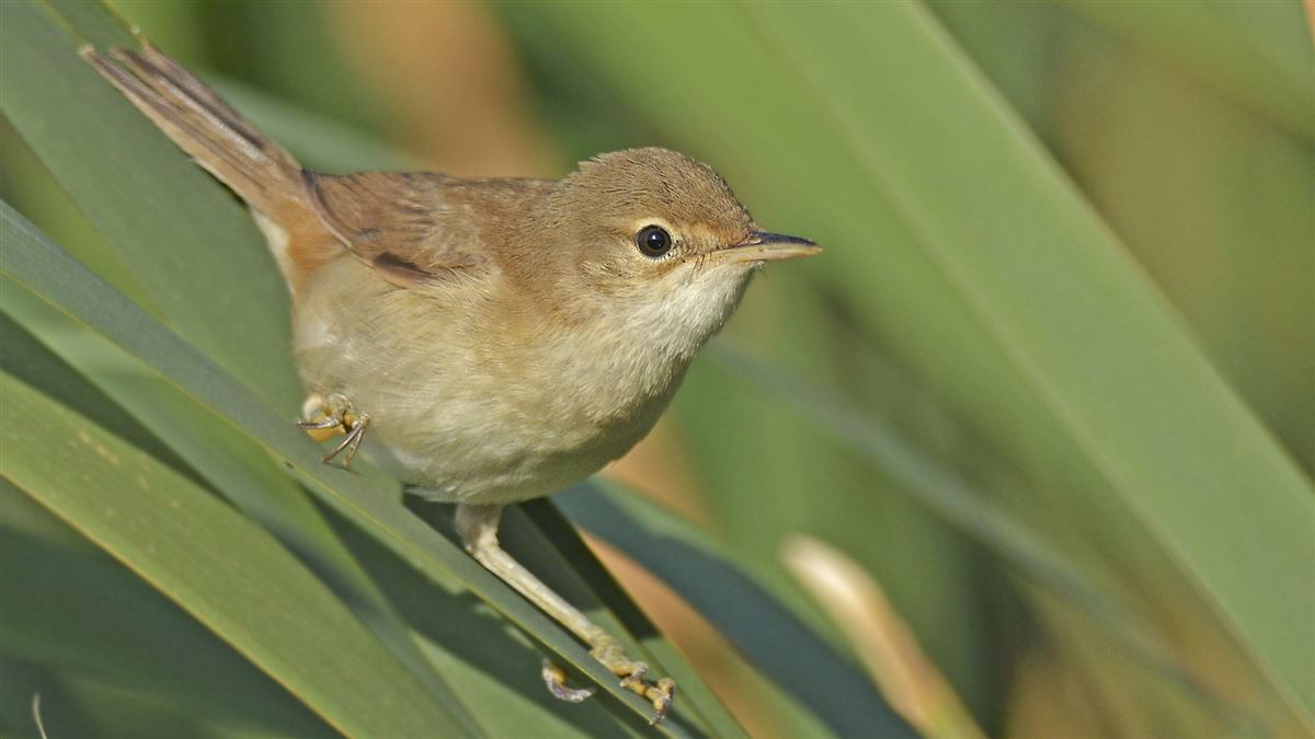 Common Reed Warbler