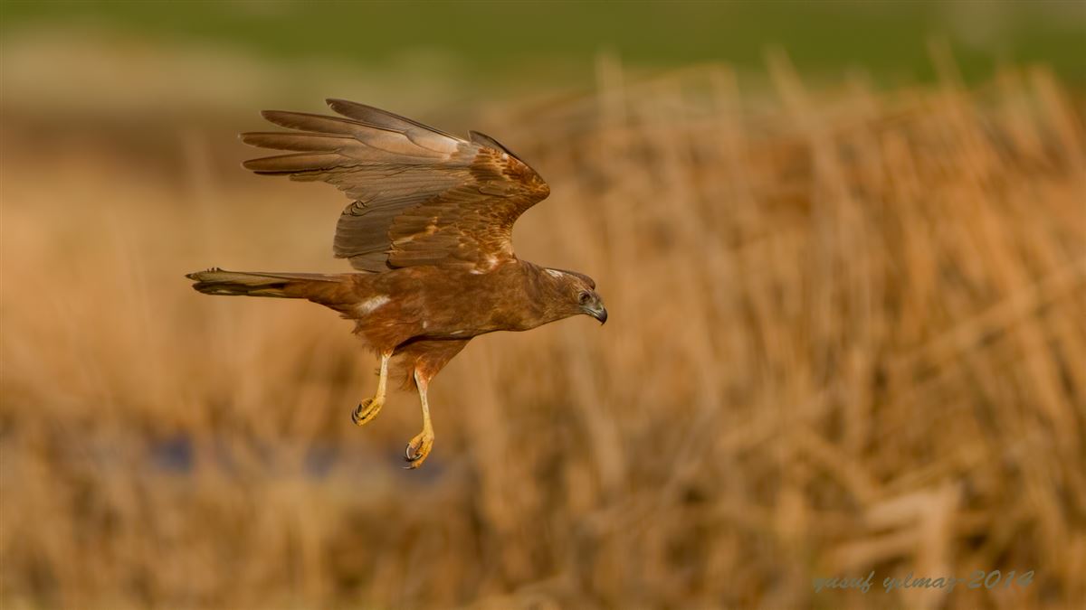 Western Marsh Harrier