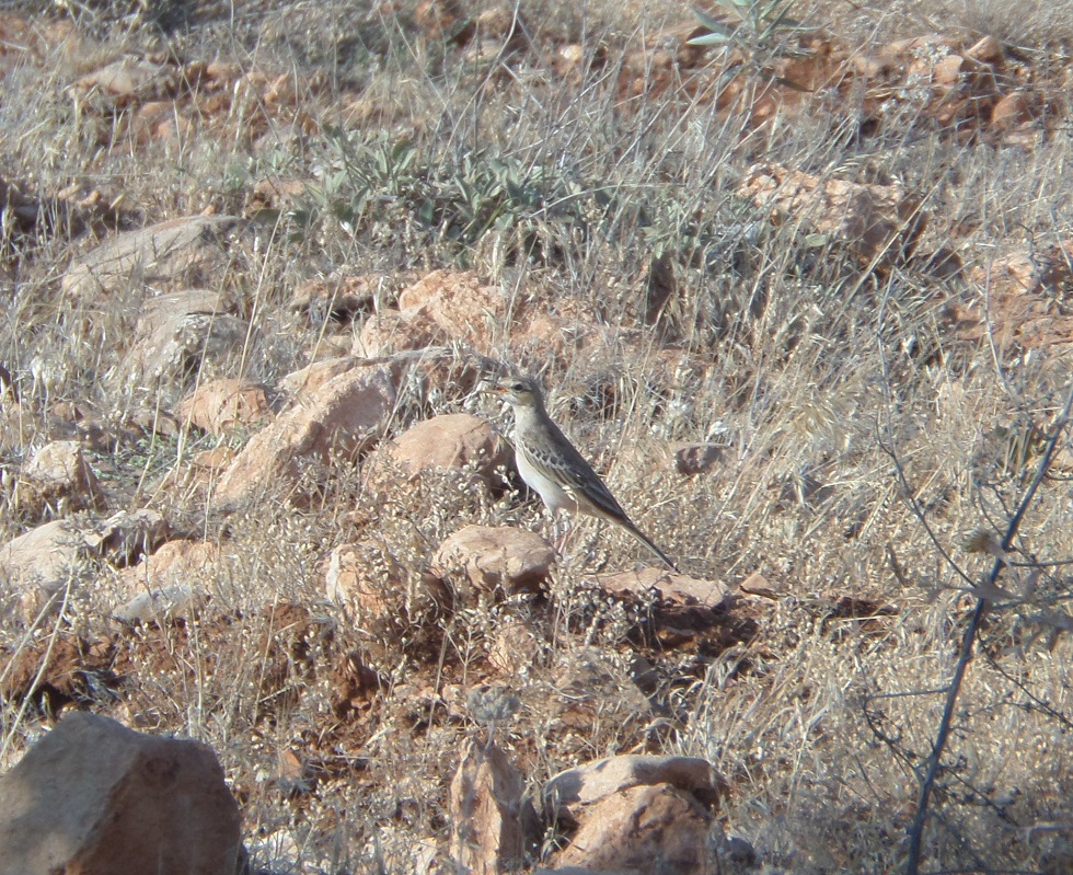 Tawny Pipit