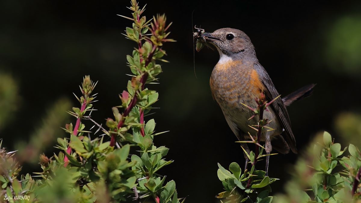 White-throated Robin