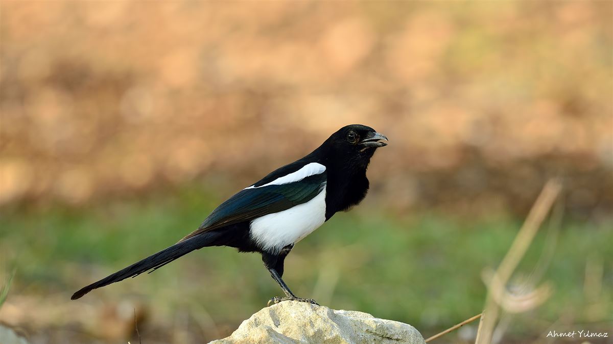 Eurasian Magpie