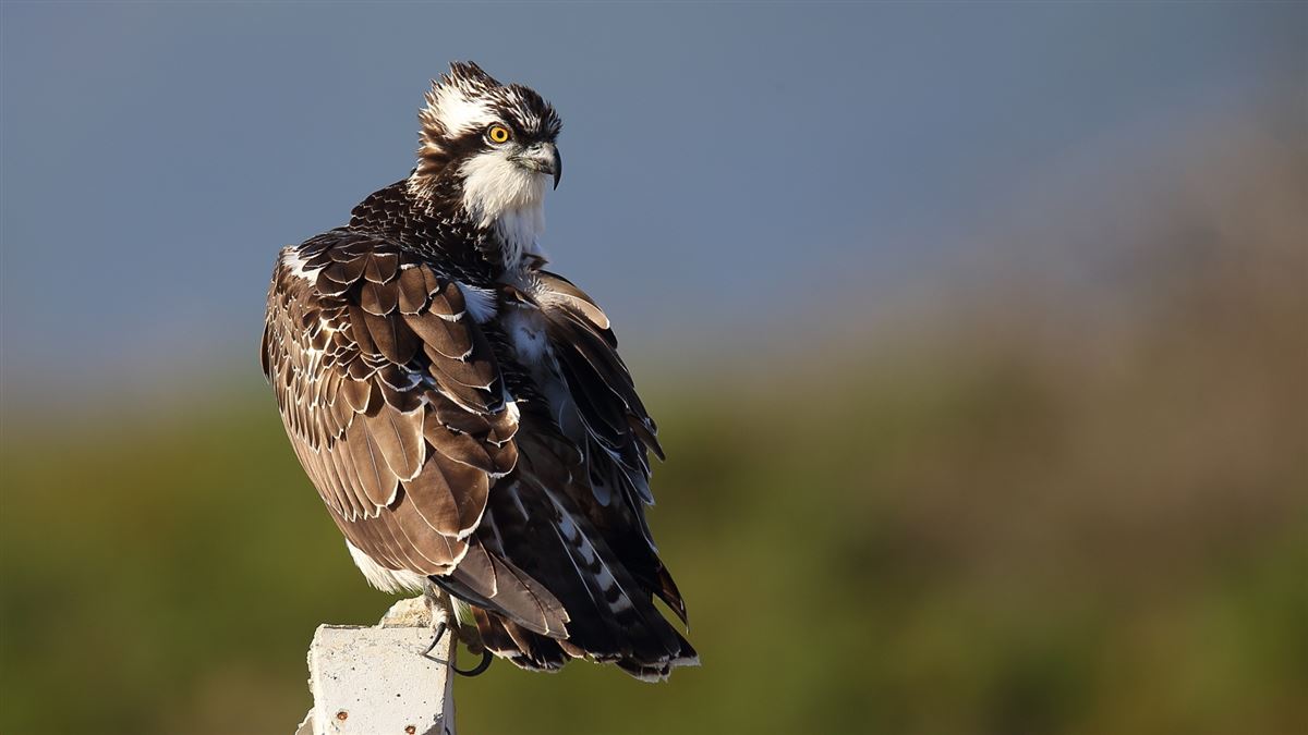 Osprey