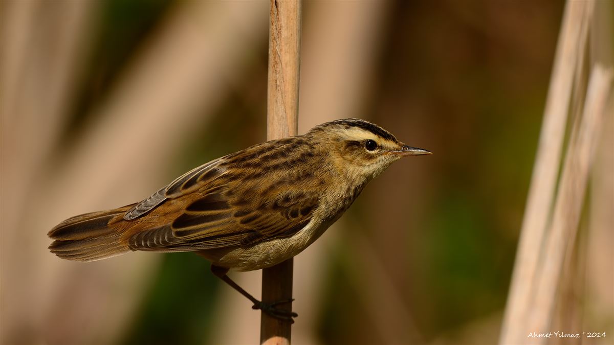 Sedge Warbler