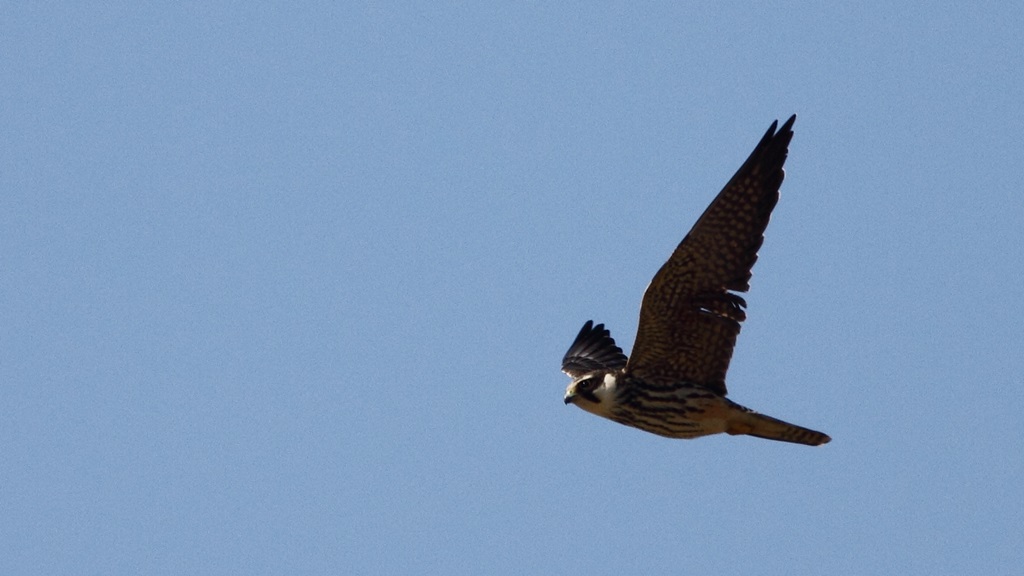 Eurasian Hobby
