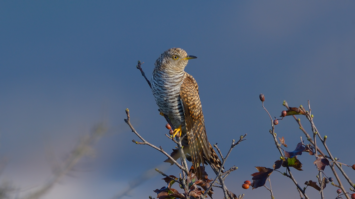 Common Cuckoo