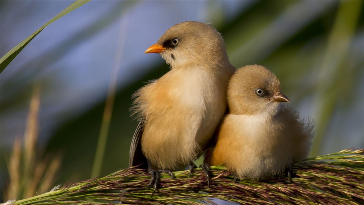 Bearded Reedling