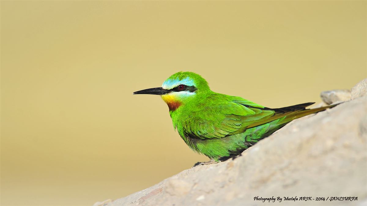 Blue-cheeked Bee-eater