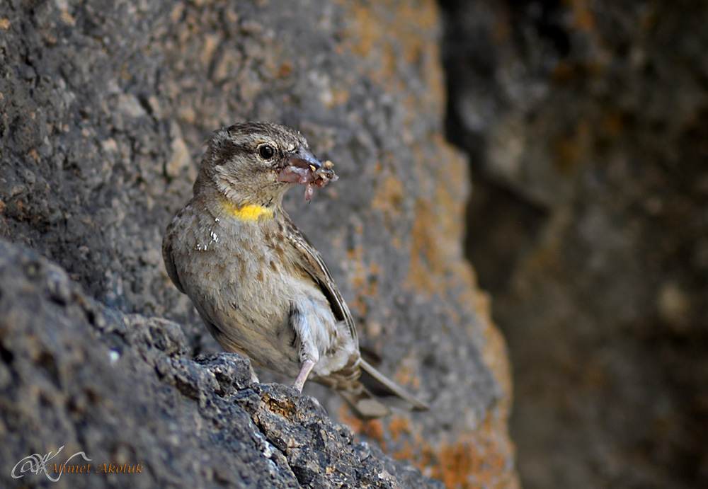 Rock Sparrow