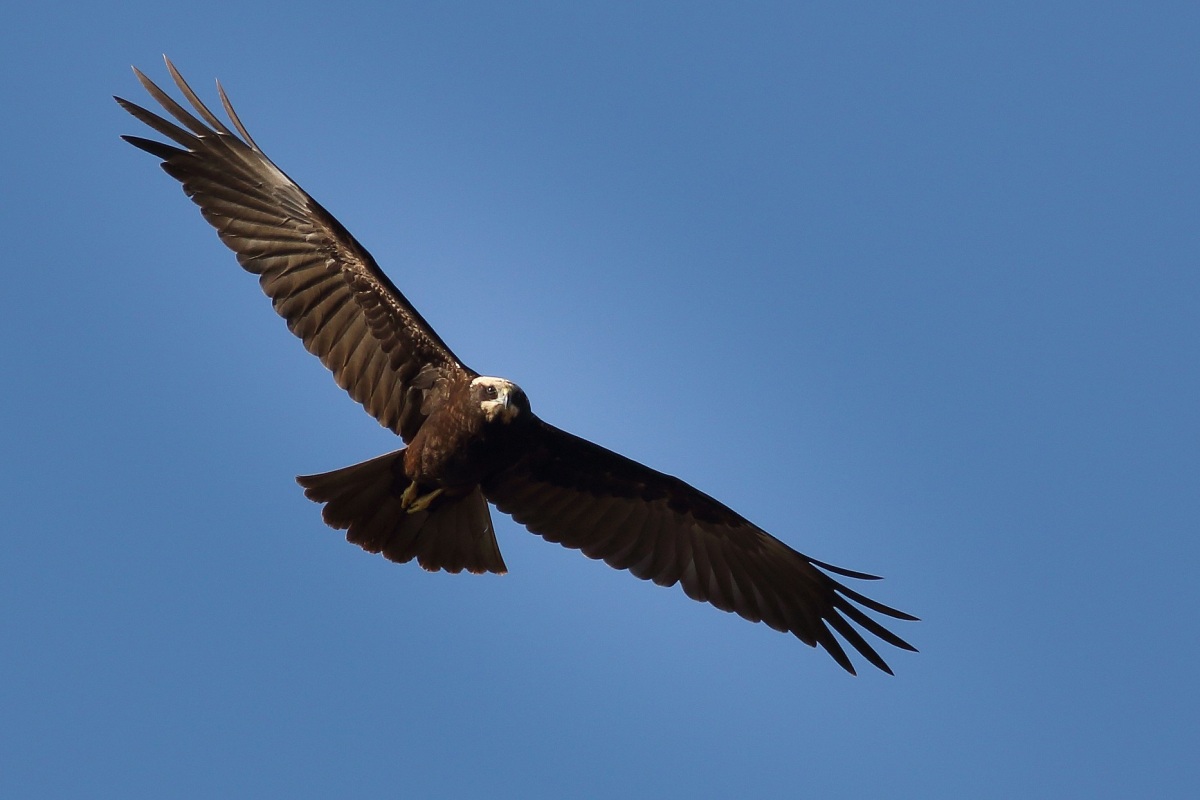 Western Marsh Harrier