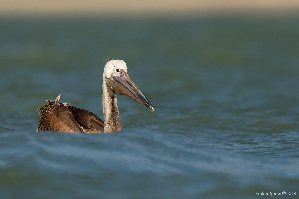 Great White Pelican