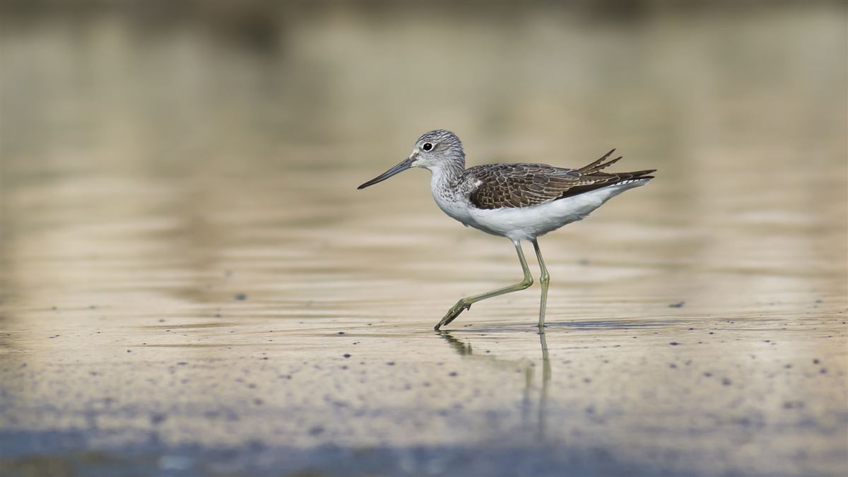 Common Greenshank