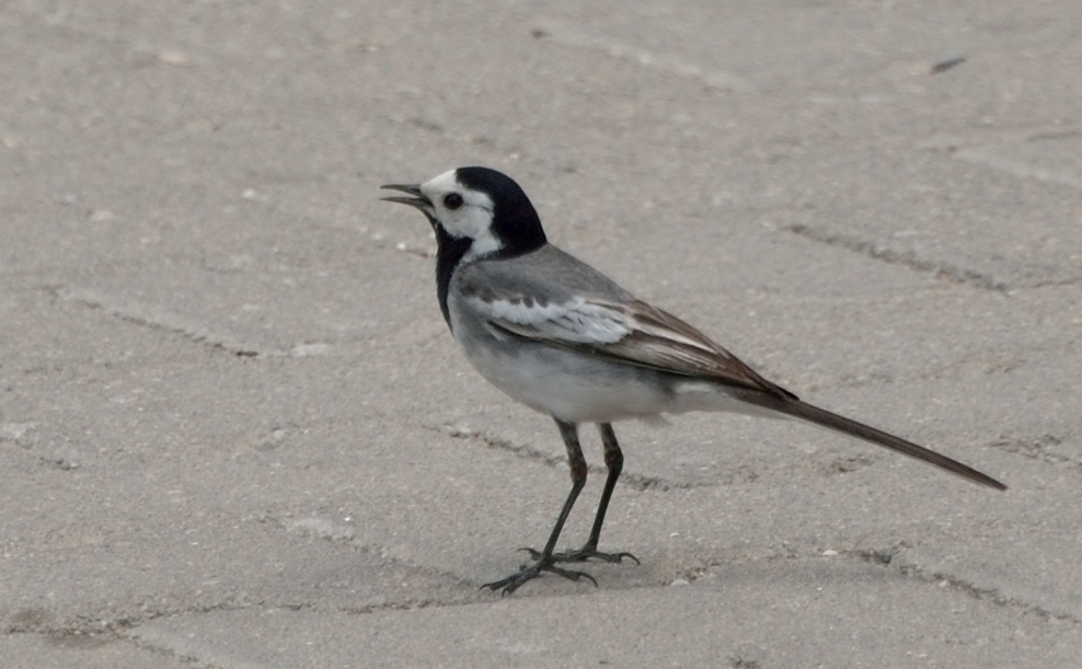 White Wagtail