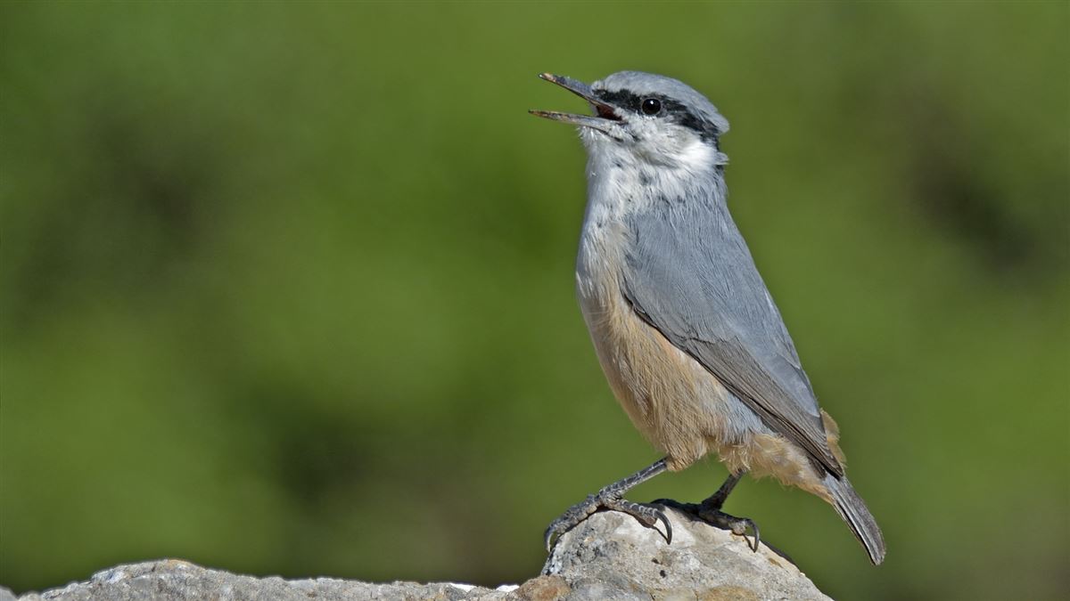 Western Rock Nuthatch