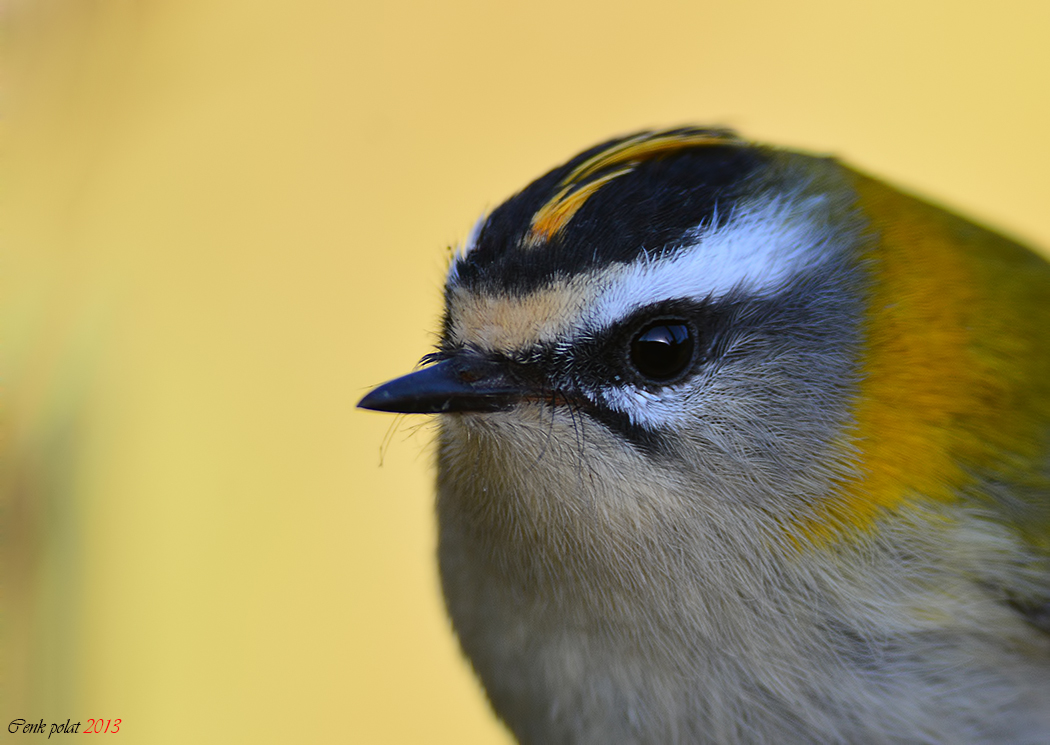 Common Firecrest