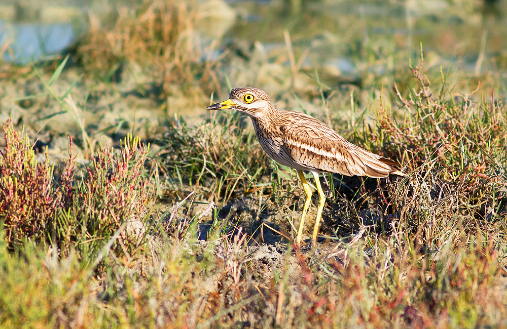 Eurasian Stone-curlew