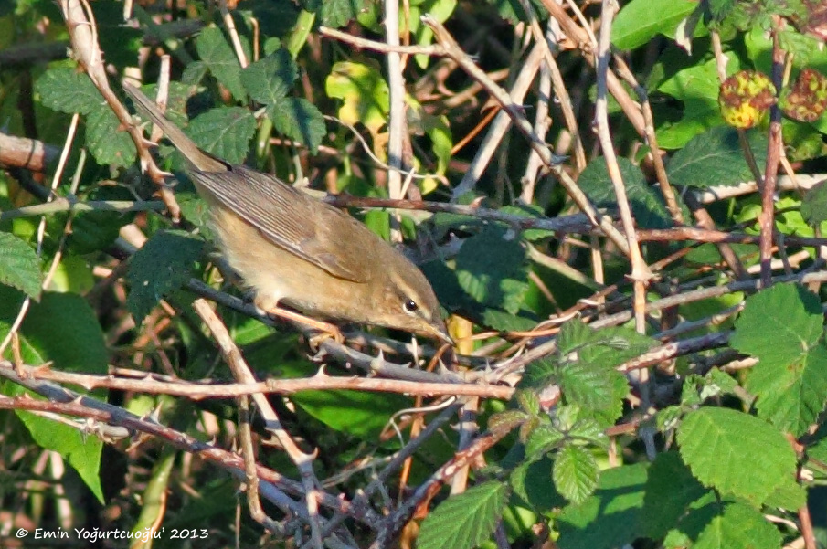 Dusky Warbler