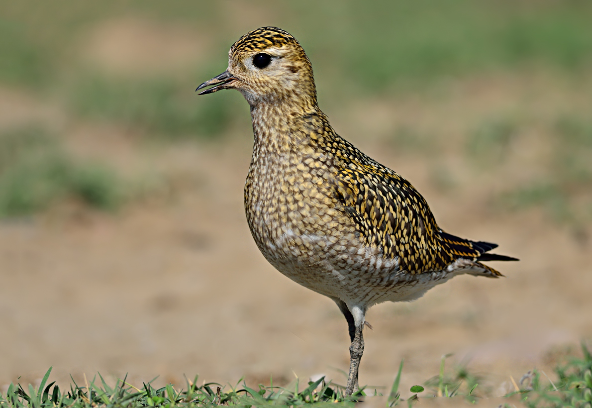 European Golden Plover