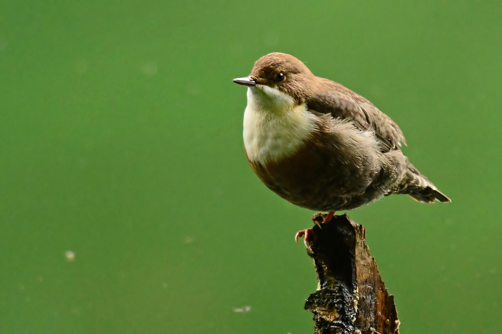 White-throated Dipper
