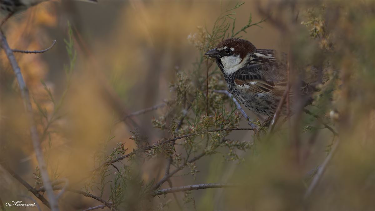 Spanish Sparrow
