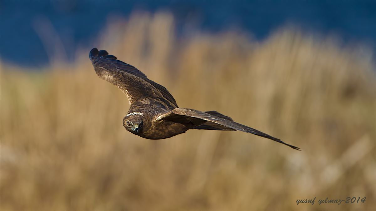 Saz delicesi