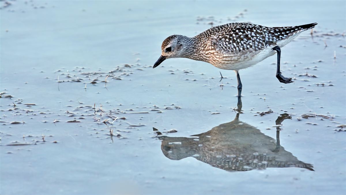 Grey Plover