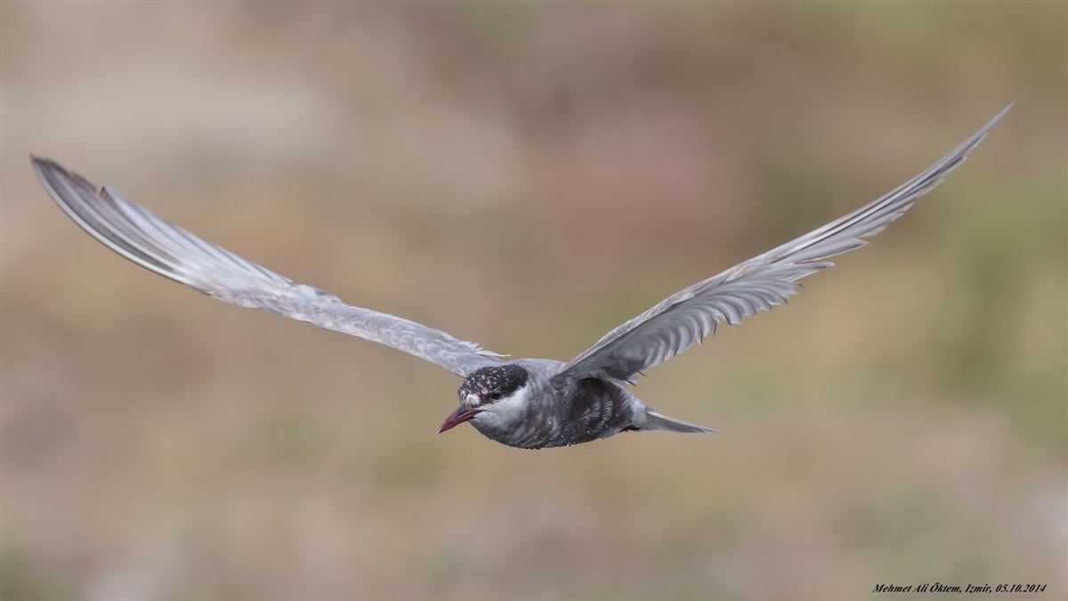 Whiskered Tern