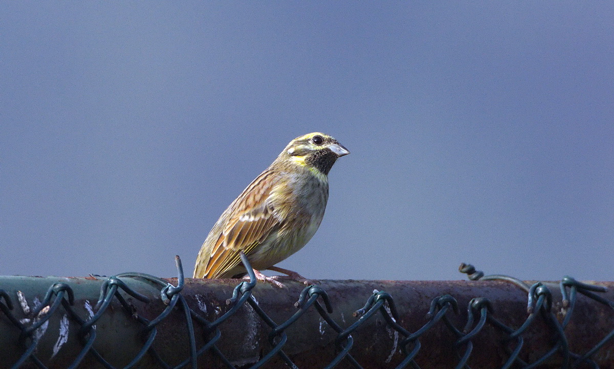 Cirl Bunting