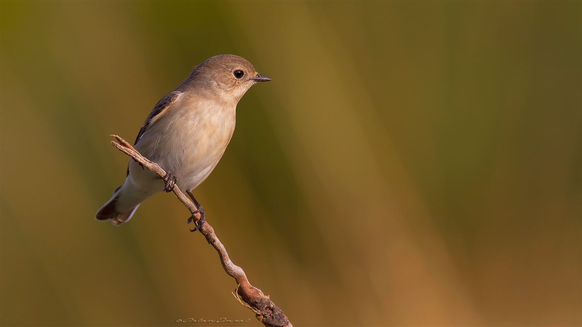 Red-breasted Flycatcher