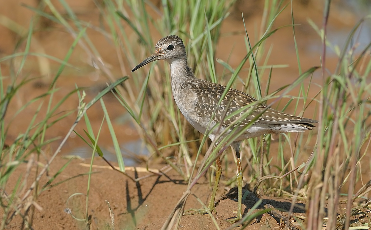 Wood Sandpiper