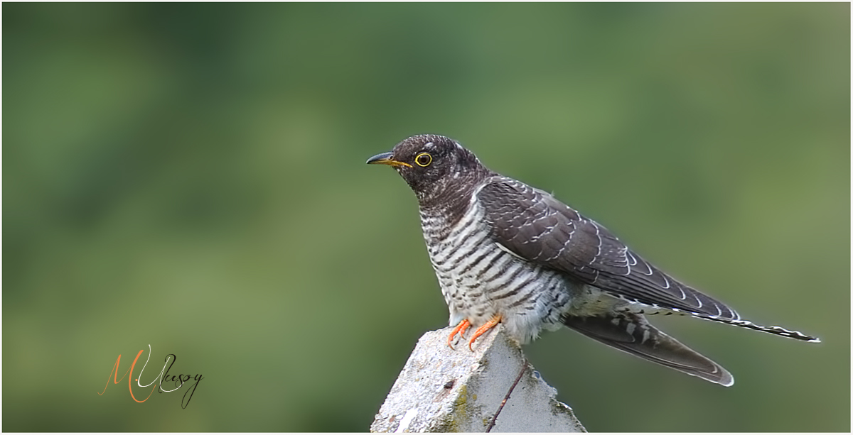Common Cuckoo