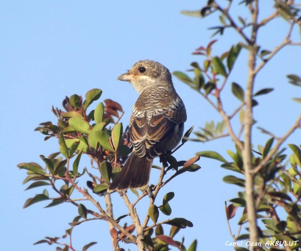 Woodchat Shrike