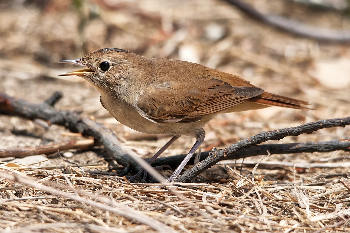 Common Nightingale