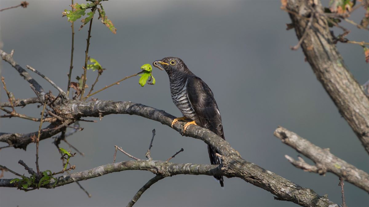 Common Cuckoo